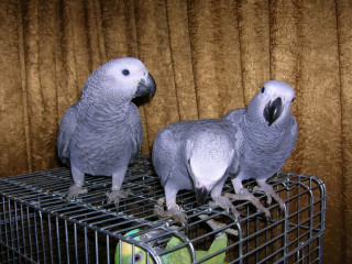Продаю серых попугаев жако краснохвостый птенцов выкормышей